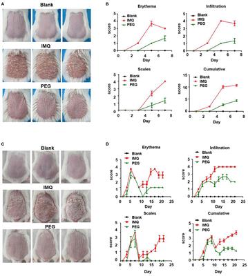 Polyethylene Glycol Ointment Alleviates Psoriasis-Like Inflammation Through Down-Regulating the Function of Th17 Cells and MDSCs